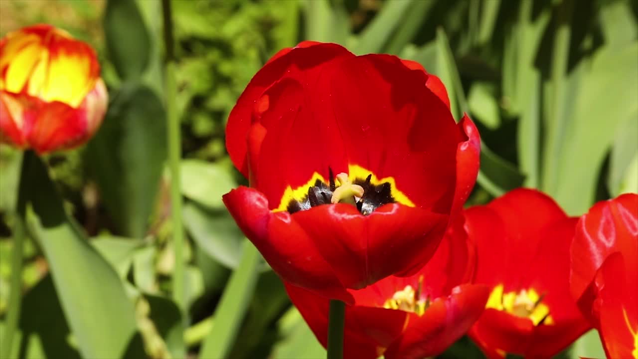 tulipán abierto sobre un fondo verde en cámara lenta