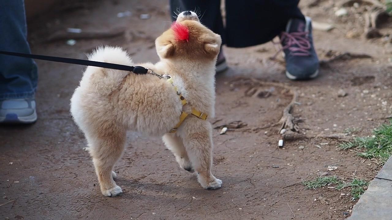 屋外で吠えながら周りを見回すかわいいポメラニアンの子犬