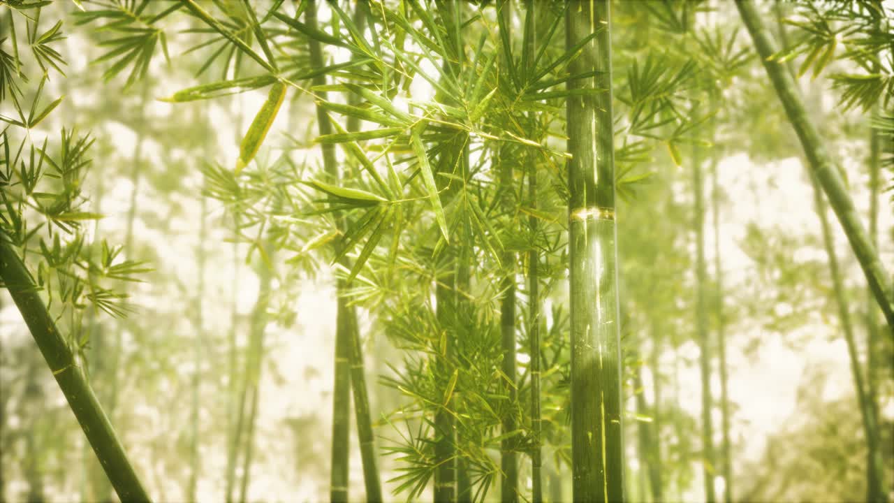 bosque de bambú asiático con luz solar