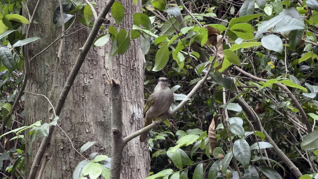 pycnonotus plumosus, oriental, delicado, bulbul de alas de oliva de cabeza pequeña, parado en una rama de árbol y preguntándose por su entorno en un entorno forestal de tierras bajas