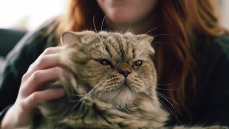 a person gently cuddling a fluffy cat while enjoying a cozy indoor moment, capturing the affectionate bond between human and feline companion