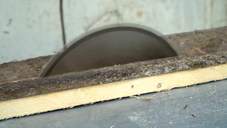 Circular saw. The wizard cuts a wooden board on a circular saw. Close-up.