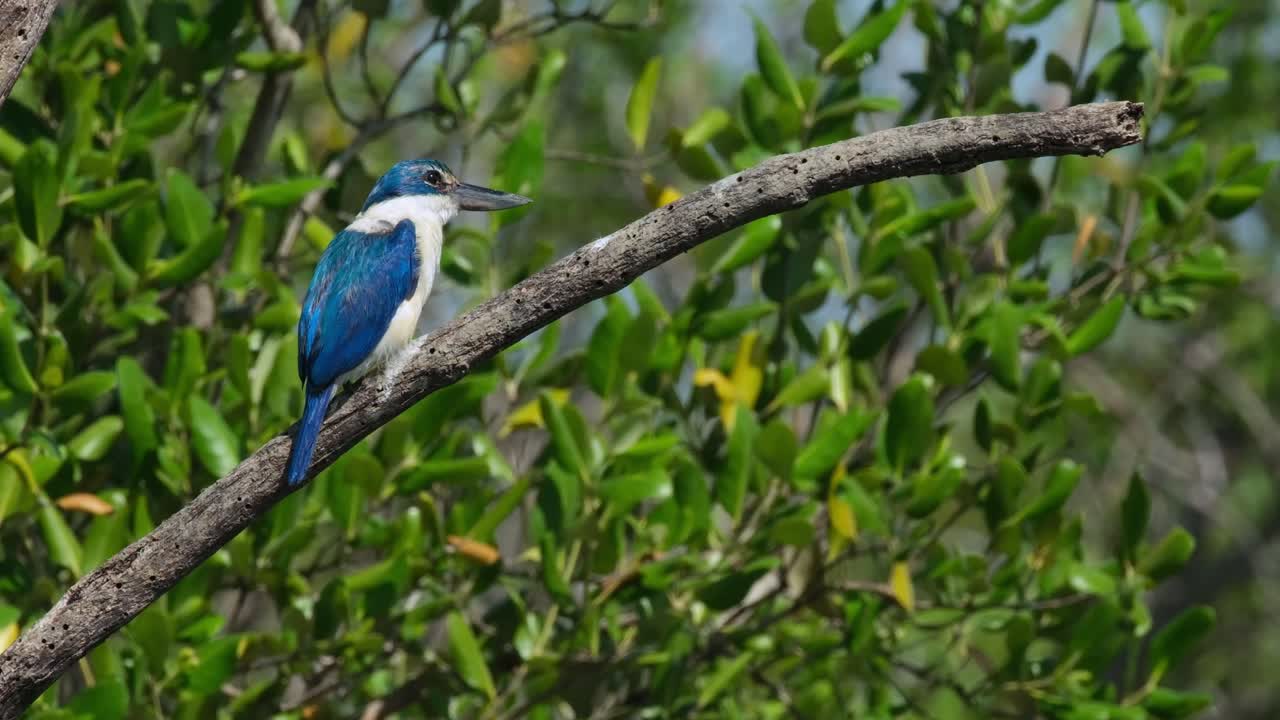 la cámara hace zoom para revelar este pájaro mirando hacia la derecha mientras el viento sopla fuerte, pescador de cuello todiramphus chloris, tailandia