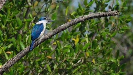 La-Cámara-Se-Acerca-Y-Revela-Este-Pájaro-Mirando-Hacia-La-Derecha-Mientras-El-Viento-Sopla-Fuerte,-El-Martín-Pescador-De-Collar-Todiramphus-Chloris,-Tailandia