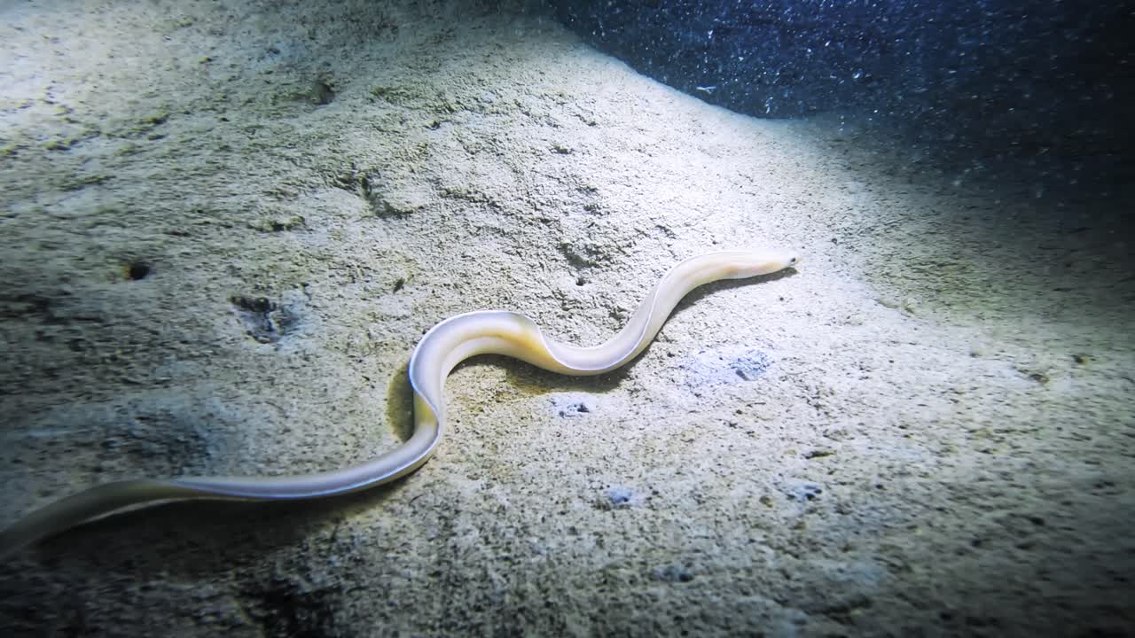 An elegant Ghost Ribbon Eel navigates the sandy ocean floor under the night's cover