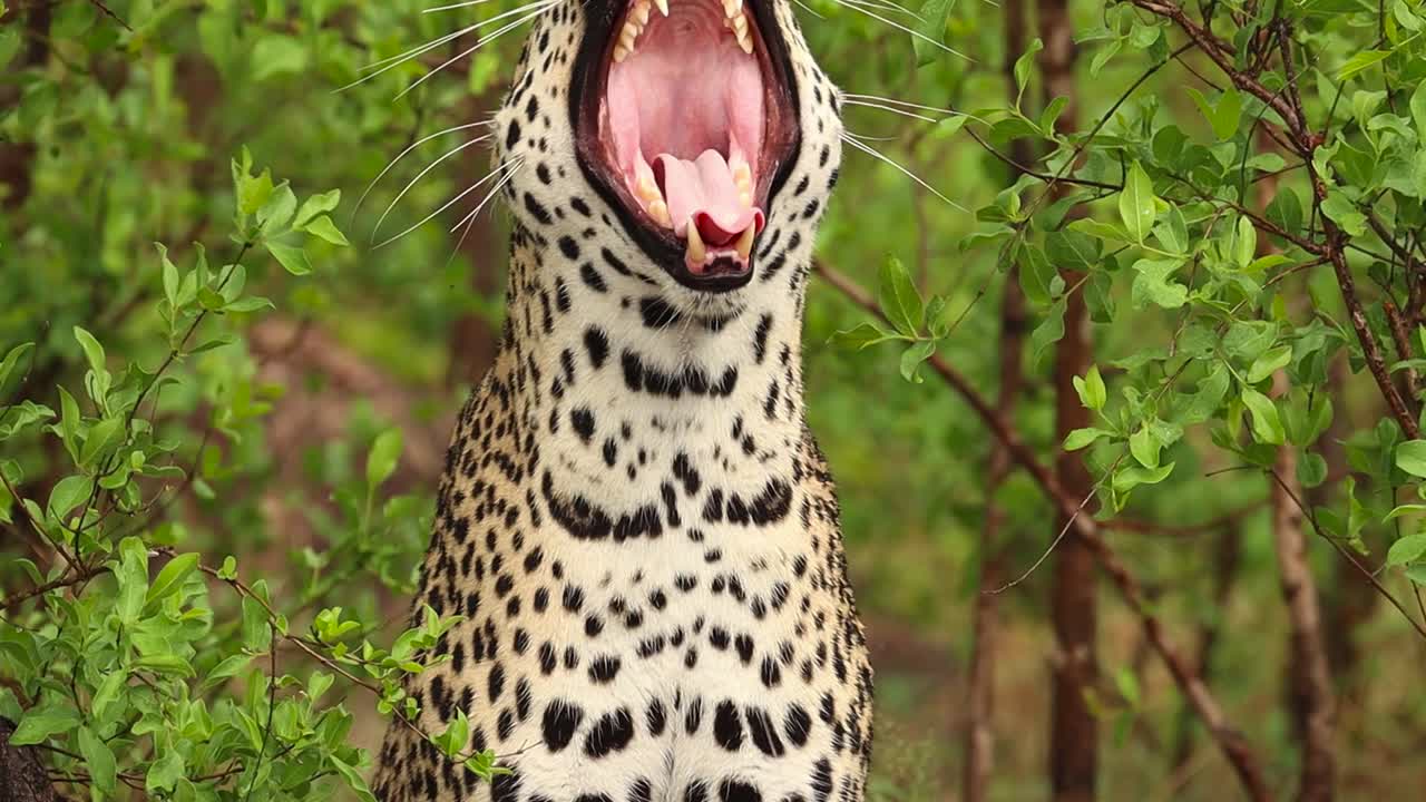 un primer plano de un leopardo macho bostezando, parque nacional kruger
