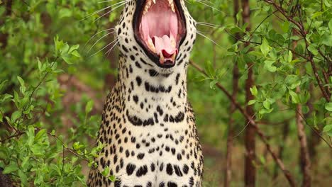 A-close-up-of-a-male-leopard-yawning,-Kruger-National-Park