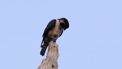 el falconet de muslo negro es una de las aves rapaces más pequeñas que se encuentran en los bosques de algunos países de asia