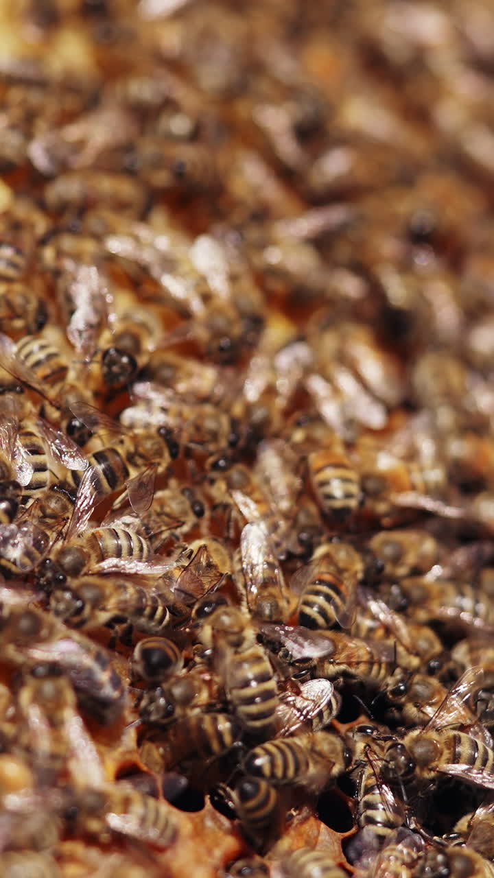 Bees amassed and swarming together on a frame. Honey insects crawling on a honeycomb. Busy bees working on a honeycomb. Macro shot. Vertical video