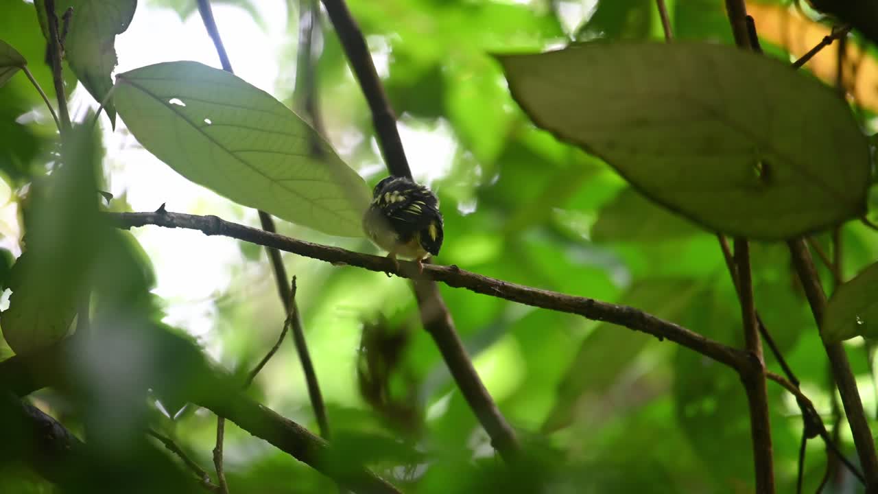 pico ancho negro y amarillo, eurylaimus ochromalus, un novato en el parque nacional kaeng krachan, tailandia