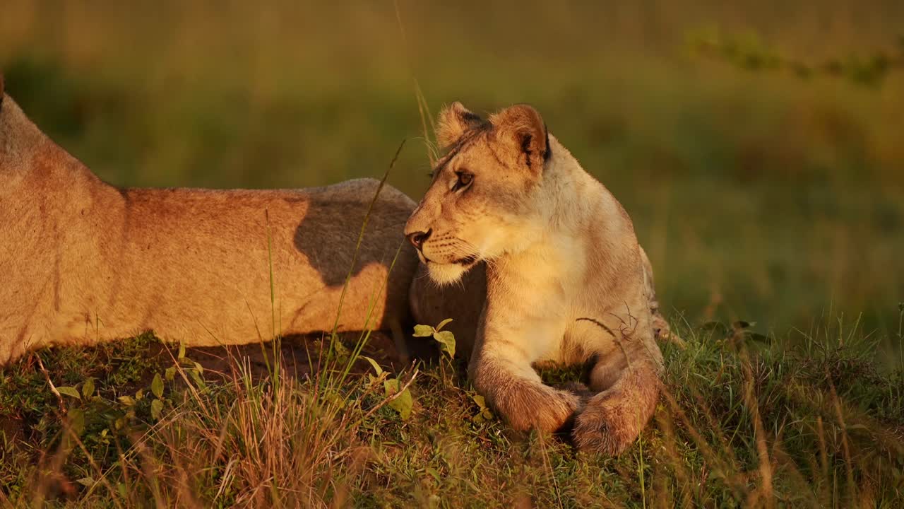leeuw in afrika van dichtbij, leeuwin in het prachtige gouden uur avond zonsondergang zonlicht, leeuwen kijken rond in het zonlicht op een afrikaanse wildlife safari in masai mara, masai mara dieren