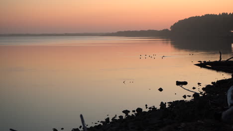 Tranquil-and-calming-video-with-warm-colors-about-birds-swimming-on-the-calm-Coquille-River-in-Bandon,-Oregon