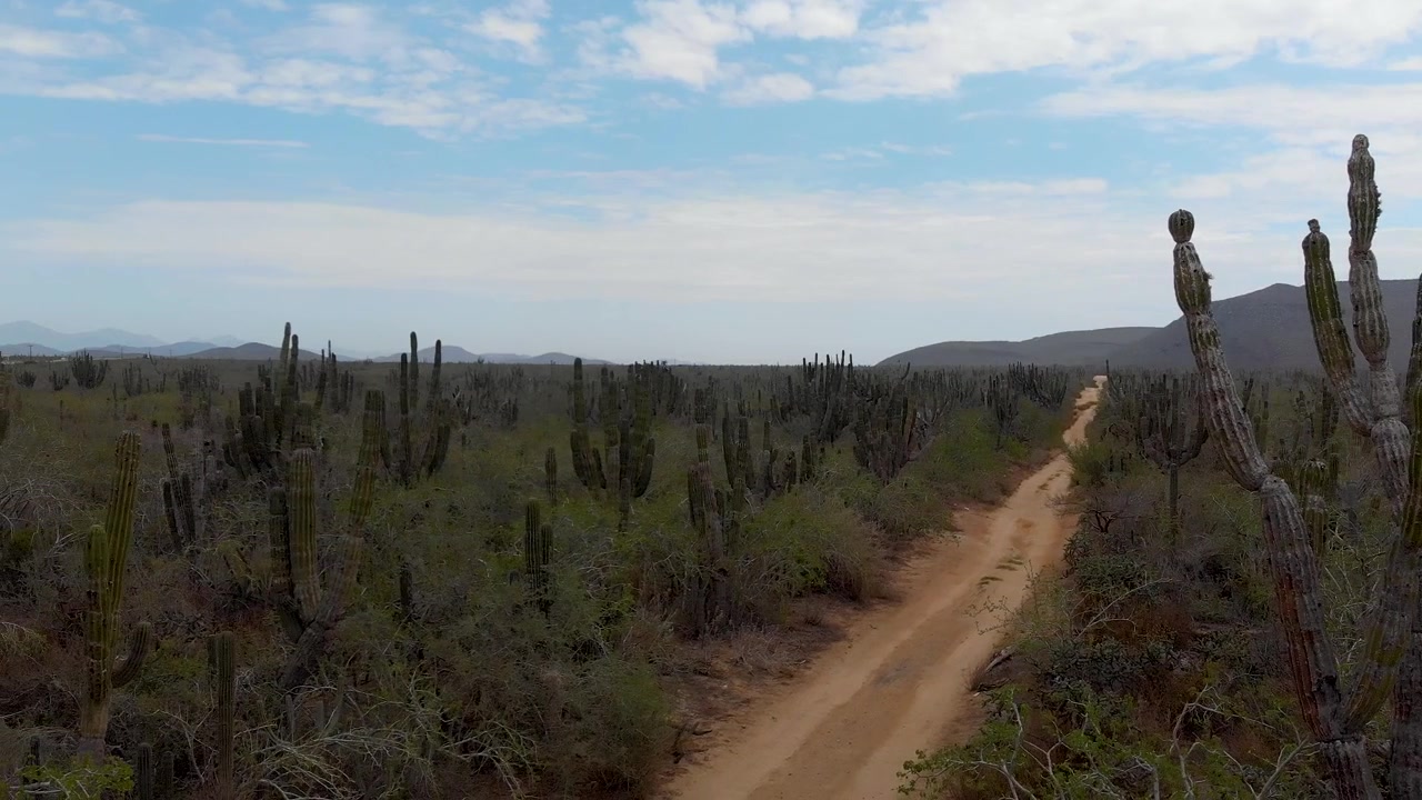 Strada sterrata nel Messico rurale, vicino a Todos Santos. Clip da drone con panoramica da destra a sinistra oltre grandi cactus