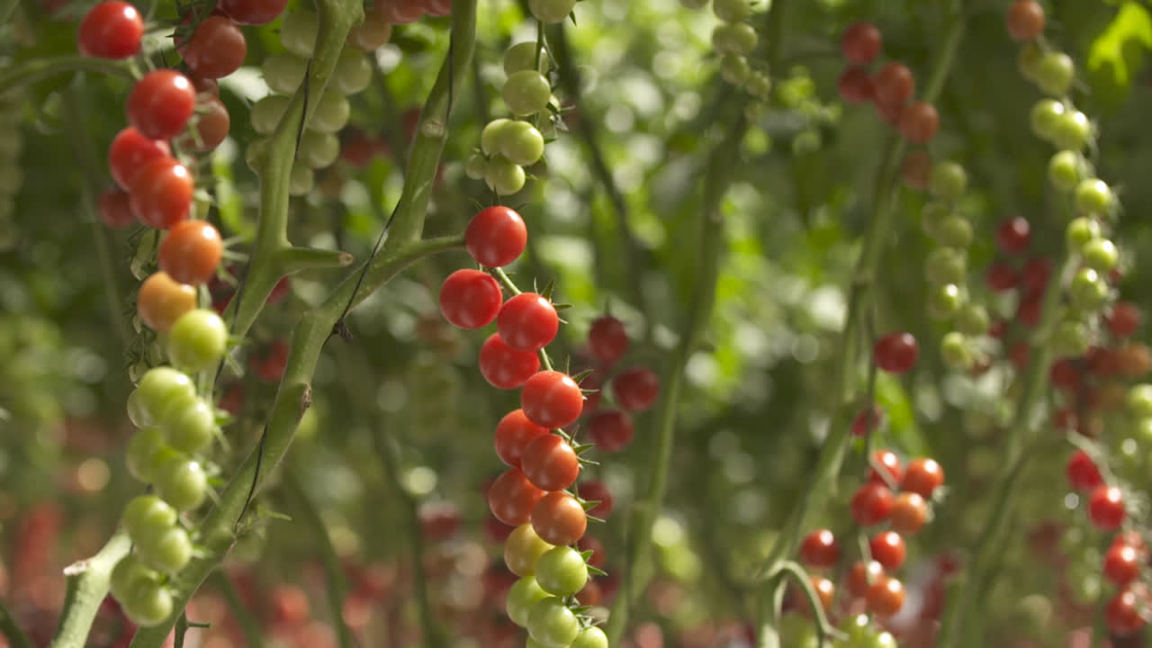 여름에는 토마토 체리 식물, 매우 빨갛고 녹색 과일
