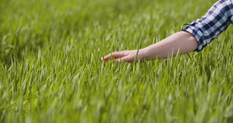 agriculture woman hand touching wheat crops at farm 1