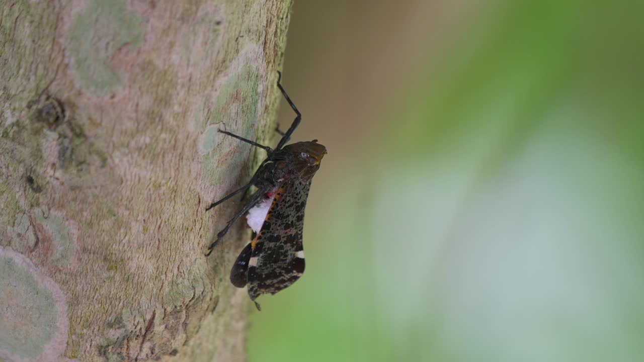 mirando hacia arriba en el lado derecho del árbol, insecto linterna, penthicodes variegate, tailandia