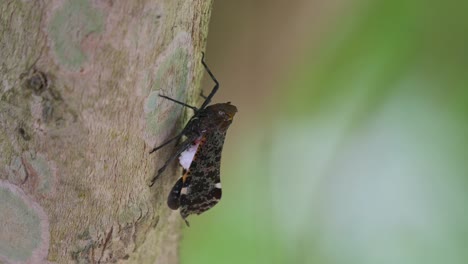 Facing-up-on-the-right-side-of-the-tree,-Lantern-Bug,-Penthicodes-variegate,-Thailand