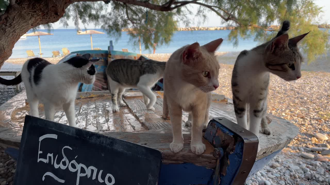 Greece, Samos Island, 4 cats on a fishing boat's rail laying silently on the beach, than some are moving towards to the front. Cats are in motion, behind the fishing boat lies the beach and the sea.