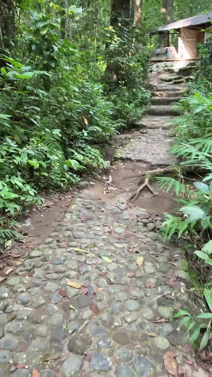 Walking Along a Cobblestone Path in a Lush Tropical Forest