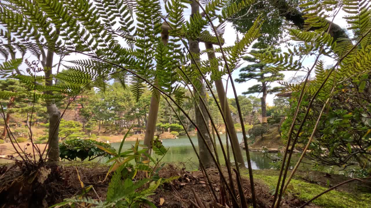 статический вид спокойного берега озера через папоротники