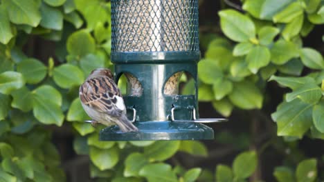 primer plano de un gorrión en un comedero para pájaros