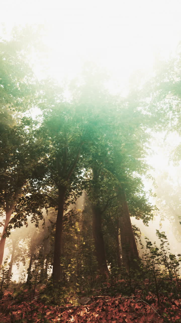 rayos de sol a través de la niebla en un bosque