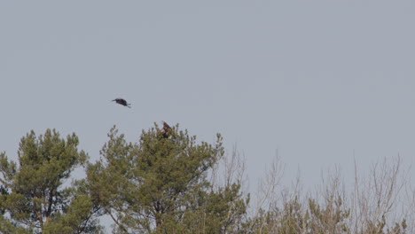 white-tailed sea eagle mobbed by a determined hooded crow, sweden, wide shot