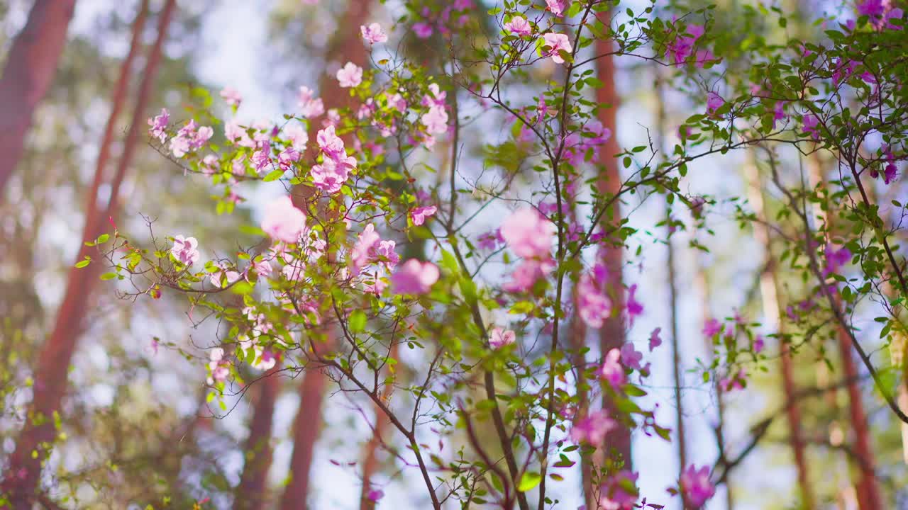 Pink blossoms sway gently in spring forest sunlight. Soft focus highlights fresh flowers and tall trees. Warm tones capture serene nature moment. Ideal for spring themes, relaxation, or travel content