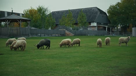 herd of sheep and a black long horned goat grazing in a green pasture at schloss hof, austria