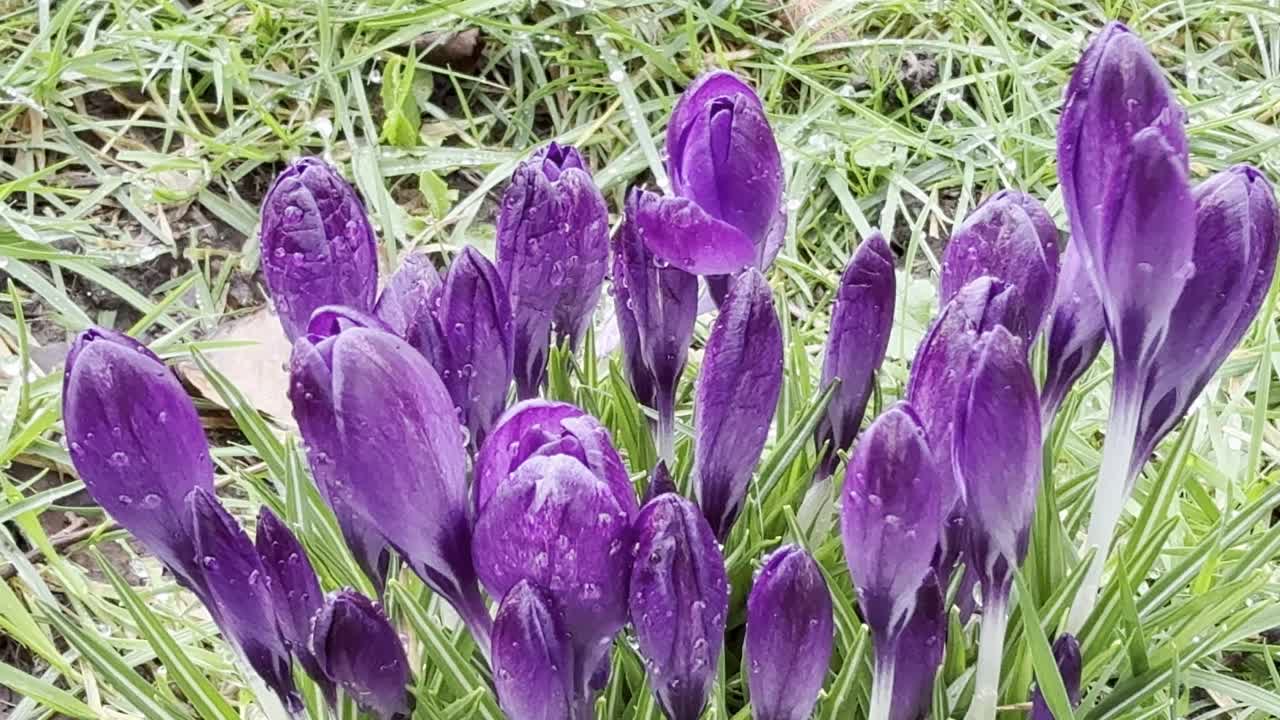 Fiori di croco viola che si muovono nel vento dopo la pioggia a fine inverno.