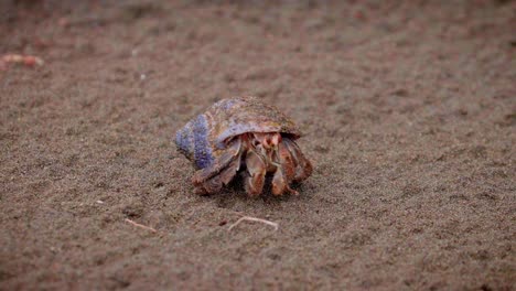 hermit crab wakes up and walks on a clean beach