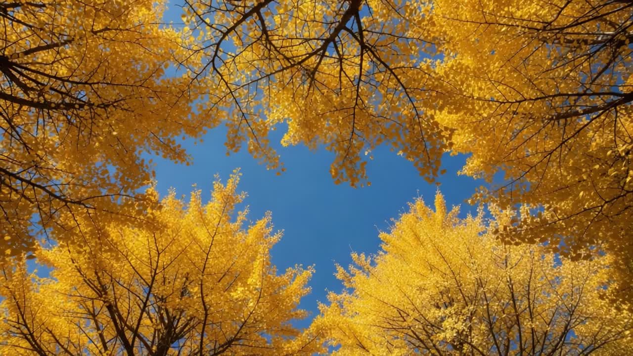 Brilliant Canopy of Golden Leaves Captured Under a Clear Blue Sky, Showcasing the Vibrancy of Autumn Foliage in Its Full Splendor