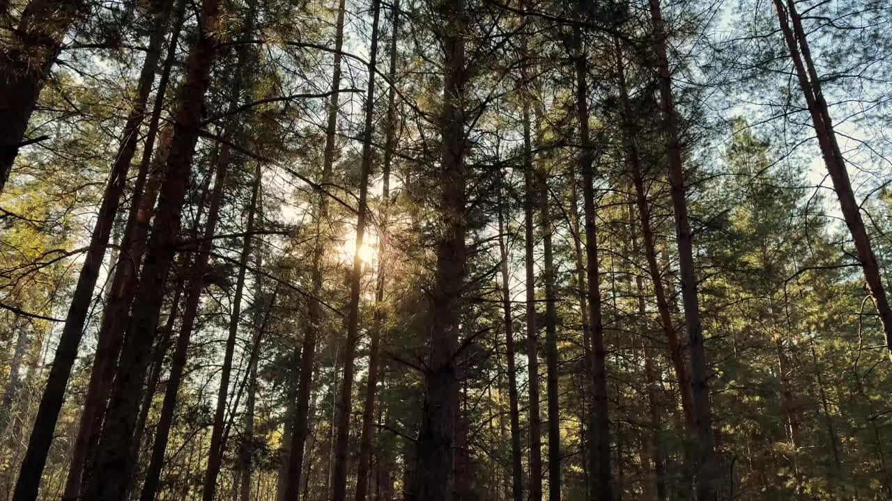 La luce del sole attraverso gli alberi in una foresta