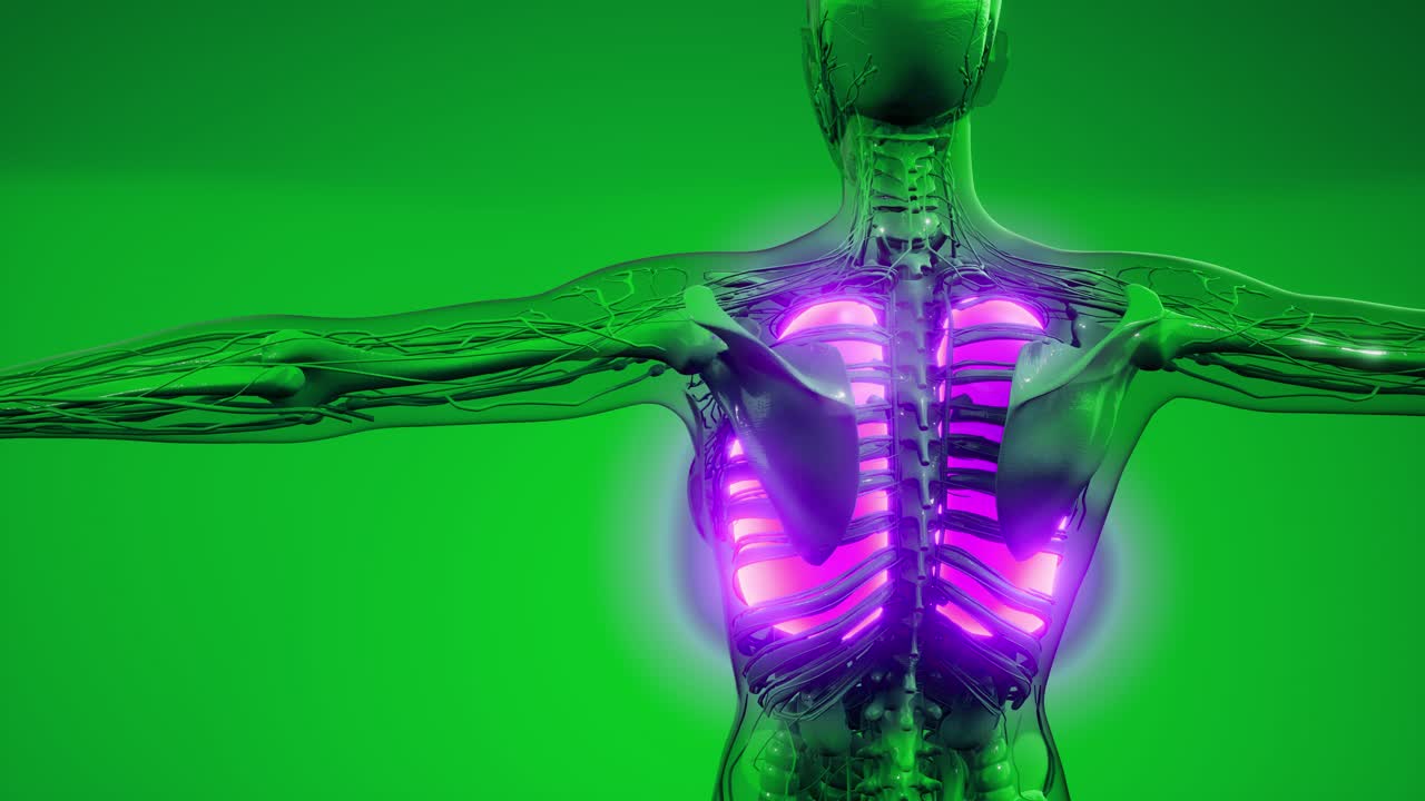 exploración de la anatomía de los pulmones humanos