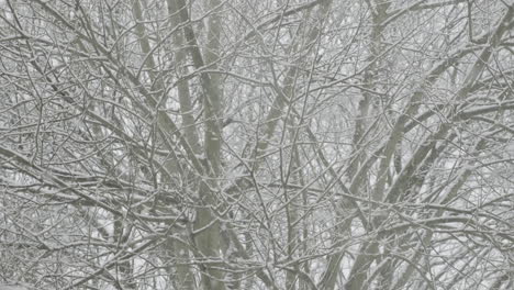 heavy snow falling in a garden on an old tree in west yorkshire
