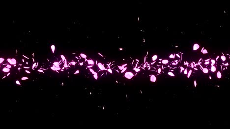 los pétalos de los cerezos en flor cayendo sobre un fondo negro, animación de brillo en bucle,