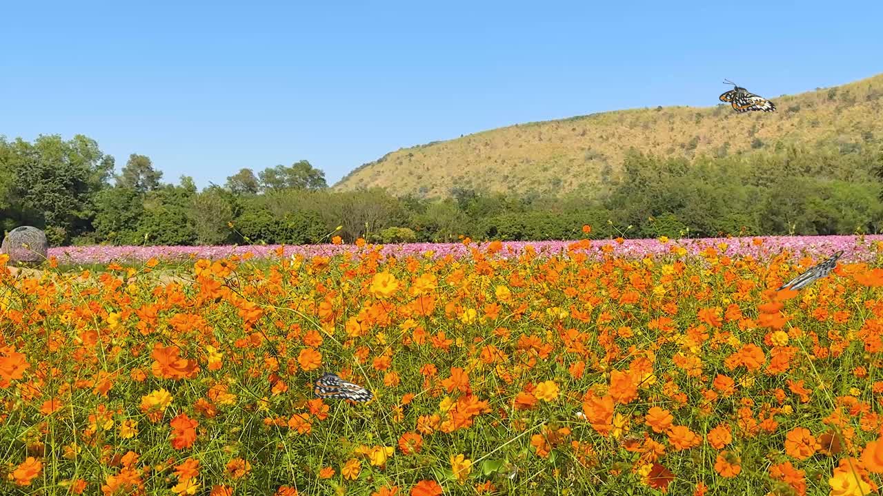 A butterfly gracefully flutters over a colorful field of flowers, set against a serene landscape under a clear blue sky