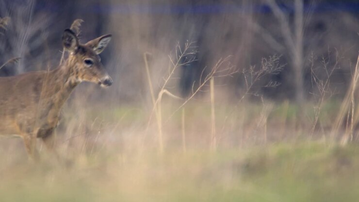 Slow-motion of a female white-tail deer walking in long grass during autumn