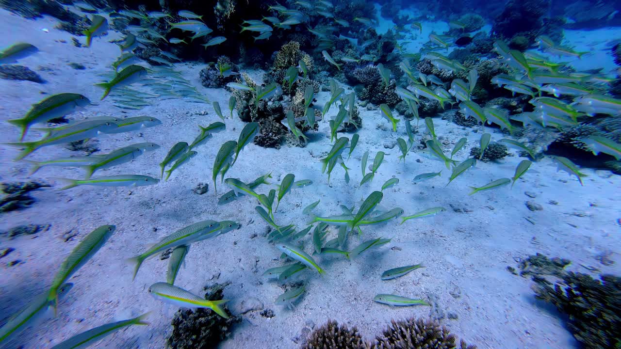 이집트 다하브 의 은 바다 아래 모래 바닥 에 있는 노란 지느러미 염소 물고기