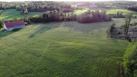 oat green field landscape