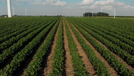 Flug-über-Sojabohnenreihen-Im-Hochsommer-Auf-Dem-Feld-Eines-Bauern-In-Iowa