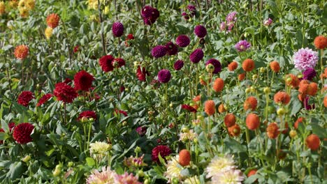 vibrant flowers in full bloom, daylight, smooth horizontal camera pan, lush garden environment