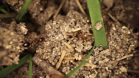 highly magnified area of dirt, grass blade, and fire ants running around their recently disturbed mound