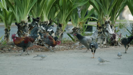 chickens and birds foraging among green plants