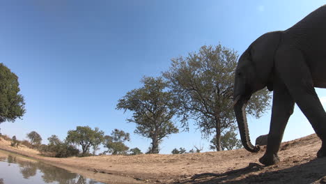 low angle ground view as an elephant approaches the water and takes a drink with its trunk while other elephants walk in the background