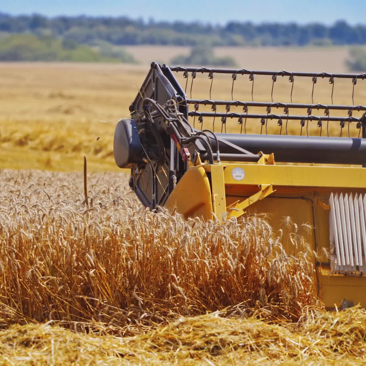 Harvesting wheat by agricultural machine. Knives of combine harvester rotating and cutting wheat spikelets. Close-up.