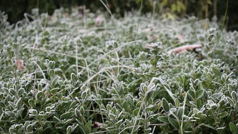 boxwood covered with frost