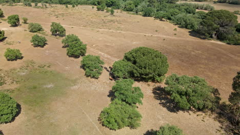 4K-Drone-Footage-Of-A-Cattle-Of-Bulls-Running-On-A-Field