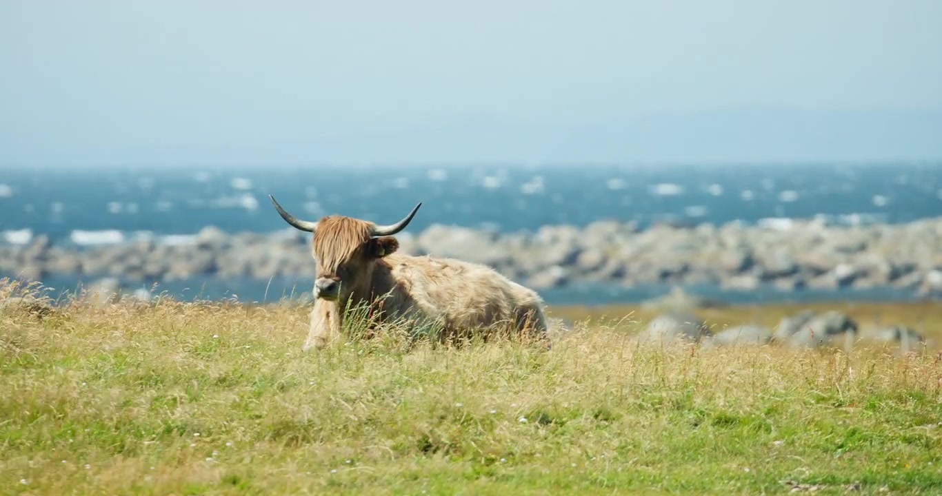 Bovini delle Highland cornuti che riposano in riva al mare a Lista, Norvegia