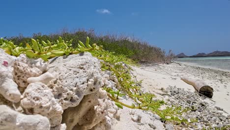 Nahaufnahme-Weißer-Korallen-Am-Strand,-Malerische-Aussicht-Auf-Paradise-Beach,-Madrisqui-Los-Roques